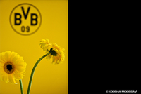 • BVB Signal Iduna Park - VIP area E+3 & E+4 - Dortmund